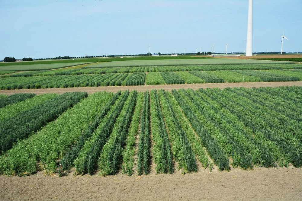 ReMIX Mixed Crops For Resilient European Agriculture WUR