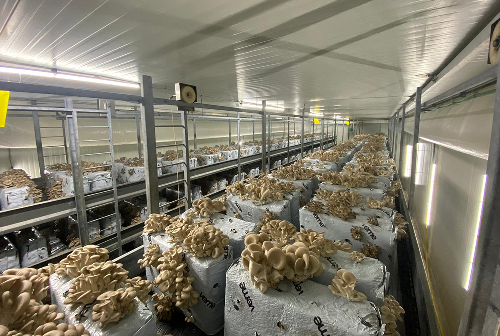 Mushroom Cultivation Facilities WUR