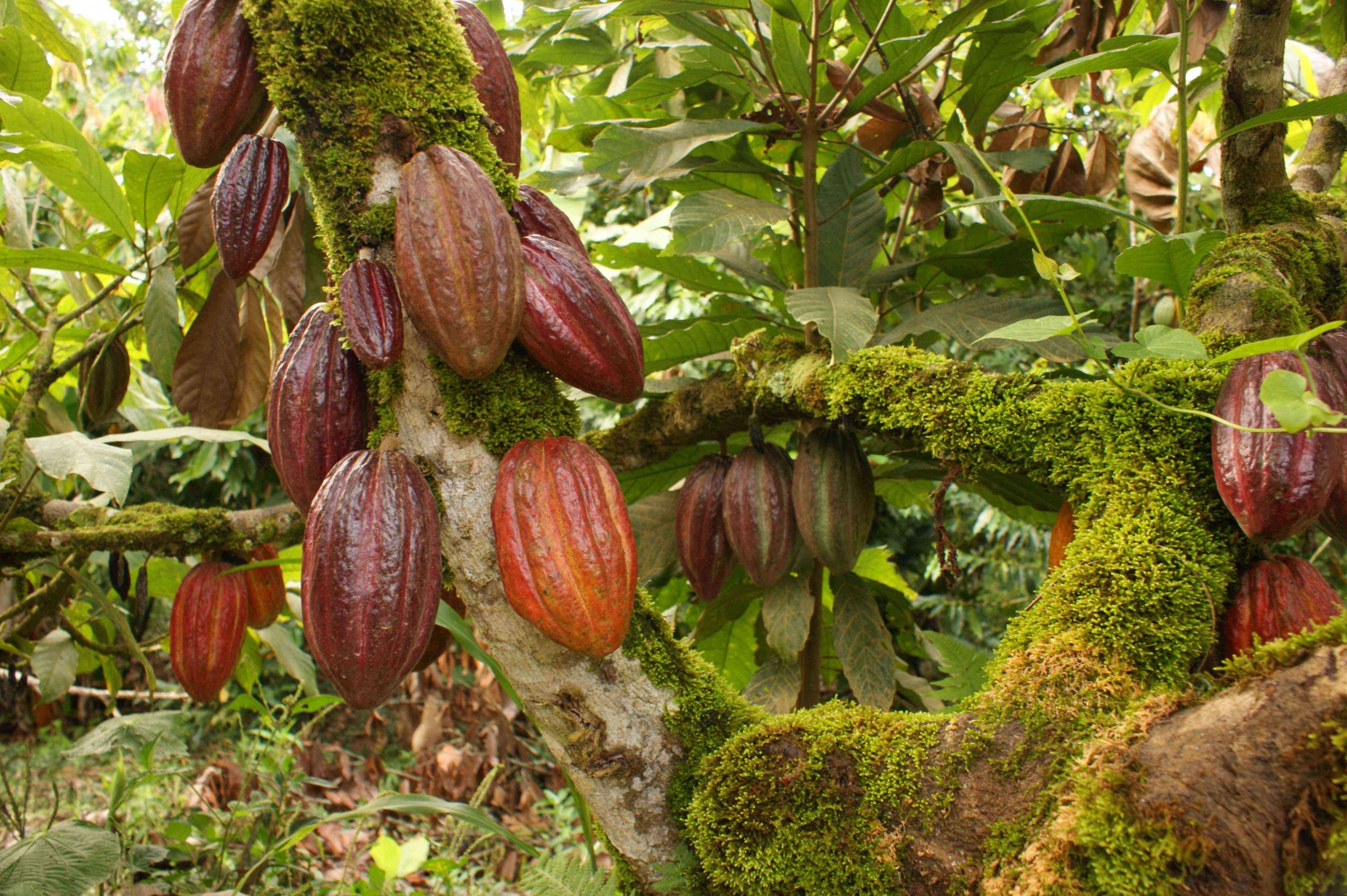 Ecophysiology and nutrition of cacoa - WUR