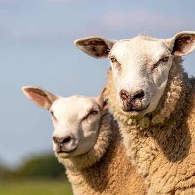 Ontwikkeling Van Een Blauwtongvirus Serotype Infectiemodel In Schapen