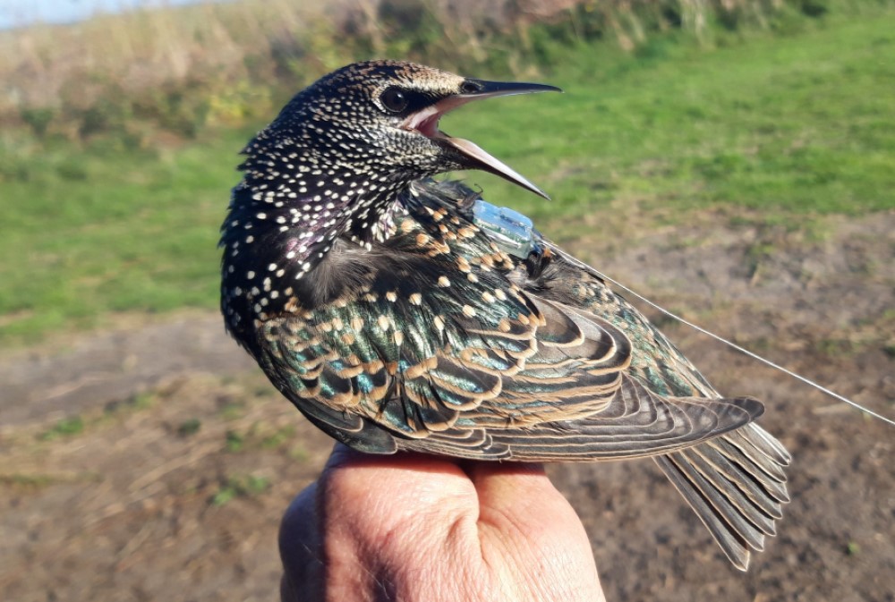 Telemetrieonderzoek Zangvogels Wur