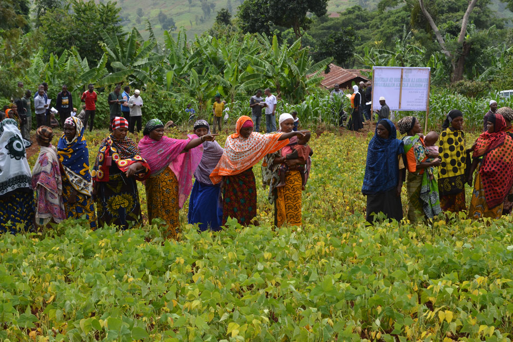 N Africa Putting Nitrogen Fixation To Work For Smallholder Farmers In