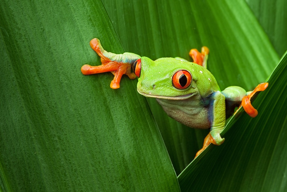 Biomimetics, Biomimicry And Bioinspired Design - WUR