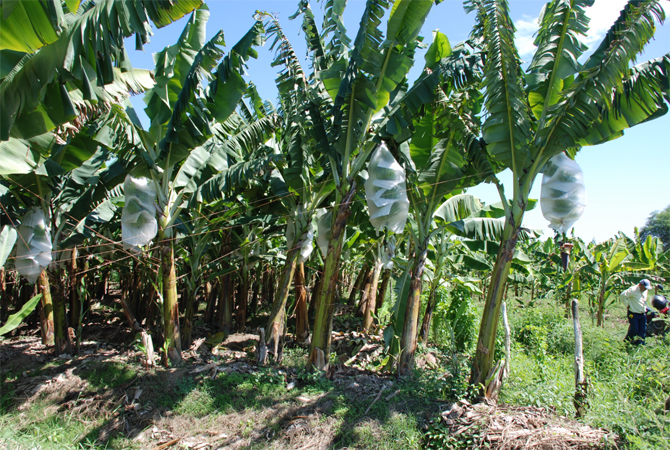 Control Of Red Rust Thrips In Bananas Wur