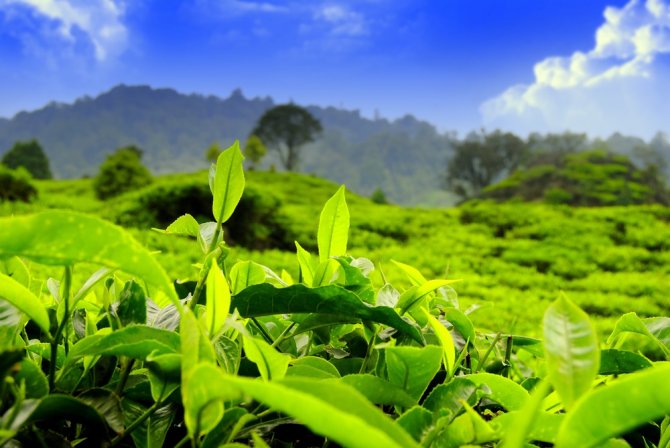 Tea plantation Java