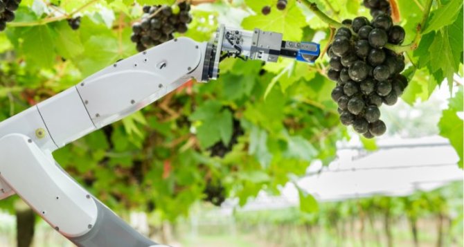 Een robot plukt zelfstandig druiven (Beeld: Shutterstock).