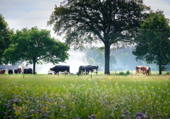 Wageningen Livestock Research: oplossingen voor een duurzame veehouderij