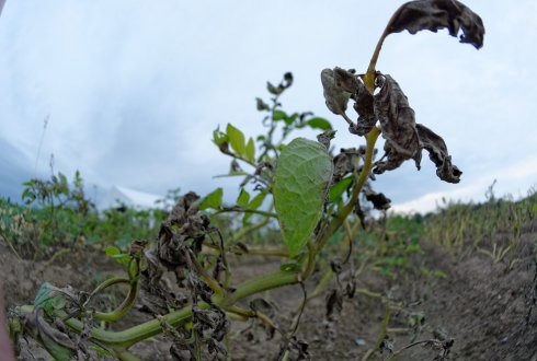 New App available for the control of Phytophthora in potato