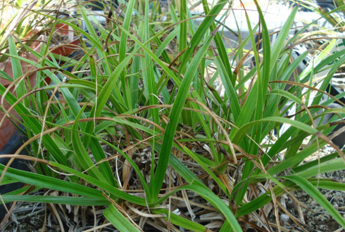 A step forward to making crops tolerant to severe drought