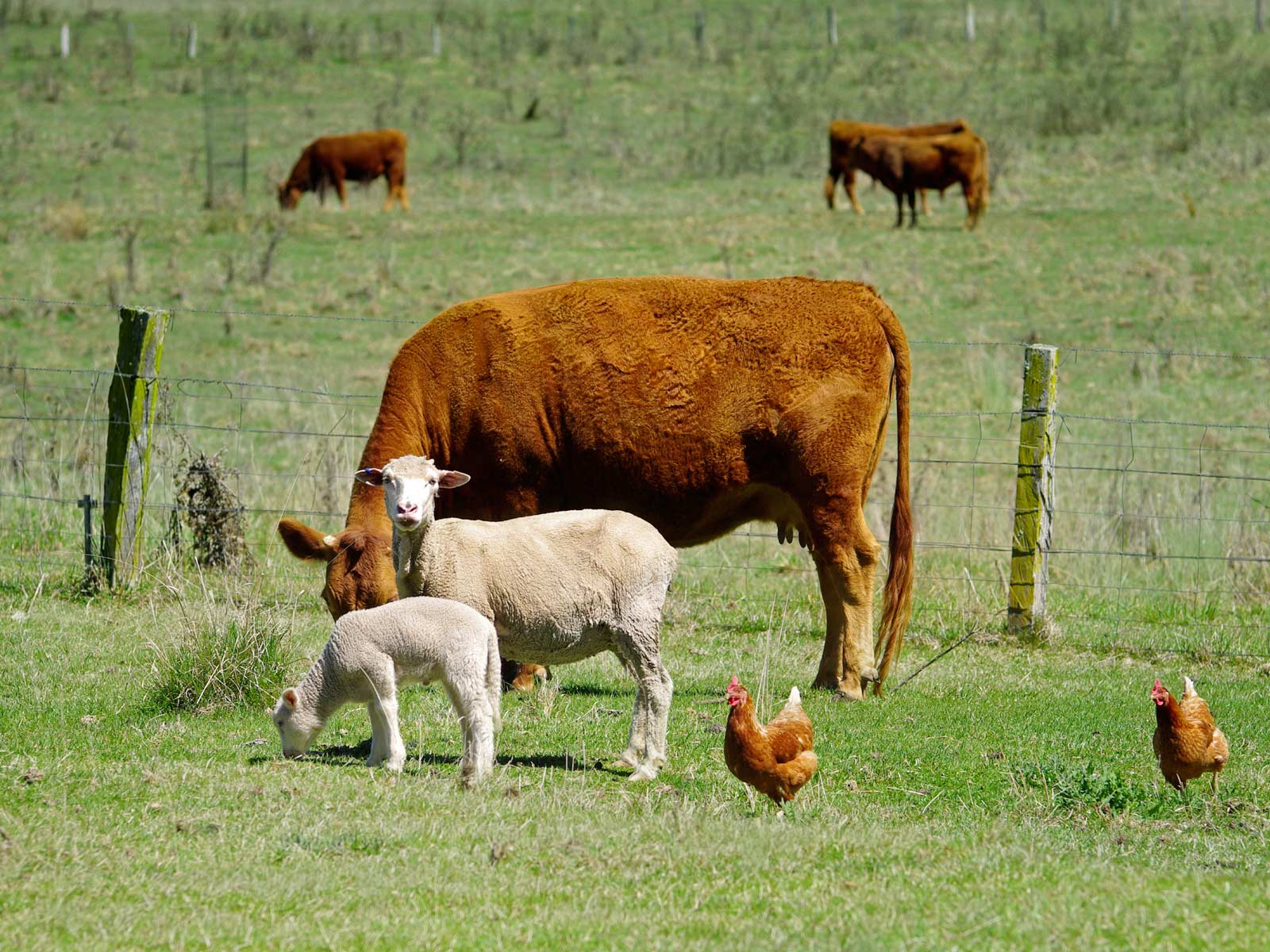 16th International Conference On Production Diseases In Farm Animals WUR