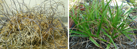 Xerophyta viscosa plants, dried for 25 days until less than 5% relative water content (left) and after 5 days of watering (right).