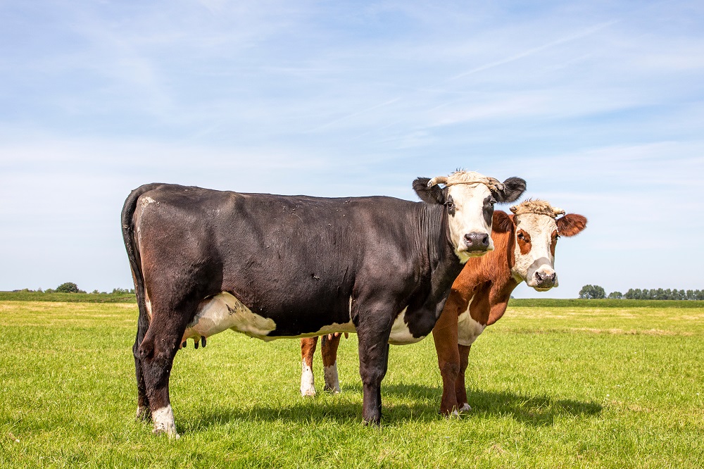 Blaarkop cattle, a rare farm animal breed (photo: Shutterstock)