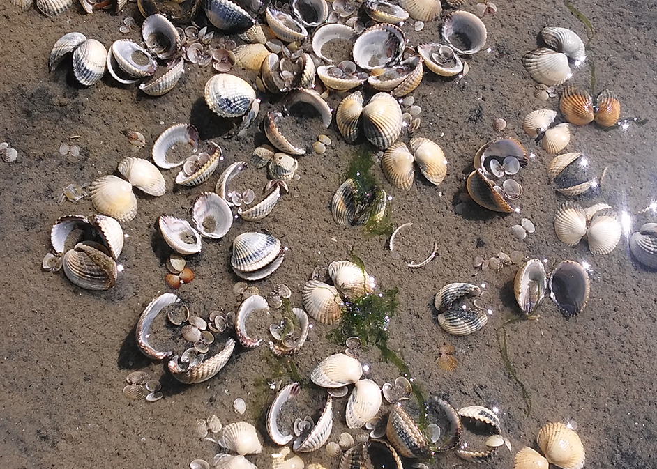 No more seashells on the seashore: How do we adapt to changing