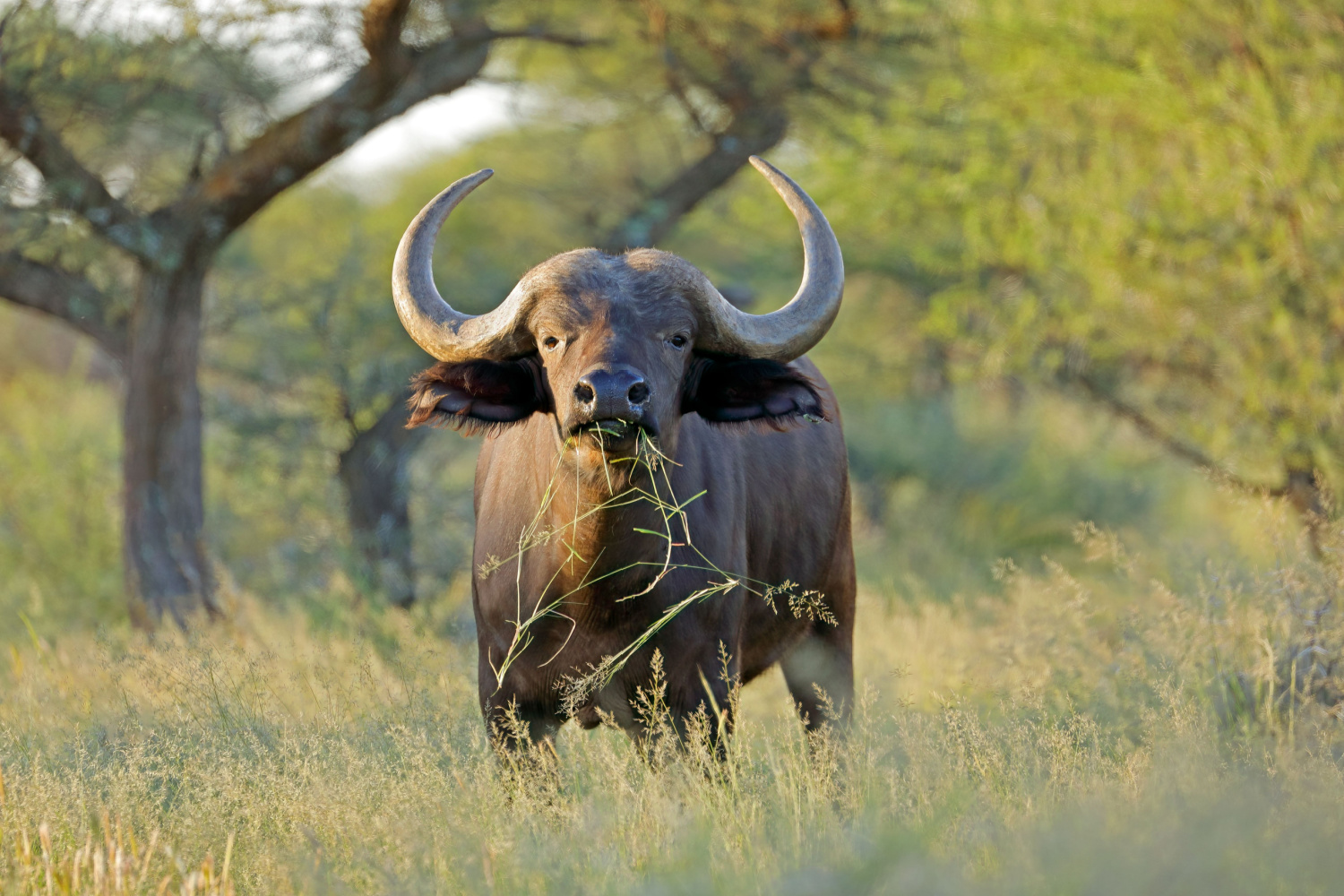 Genetic variation in natural populations and ecology at large, with a focus on African buffalo (Syncerus caffer)