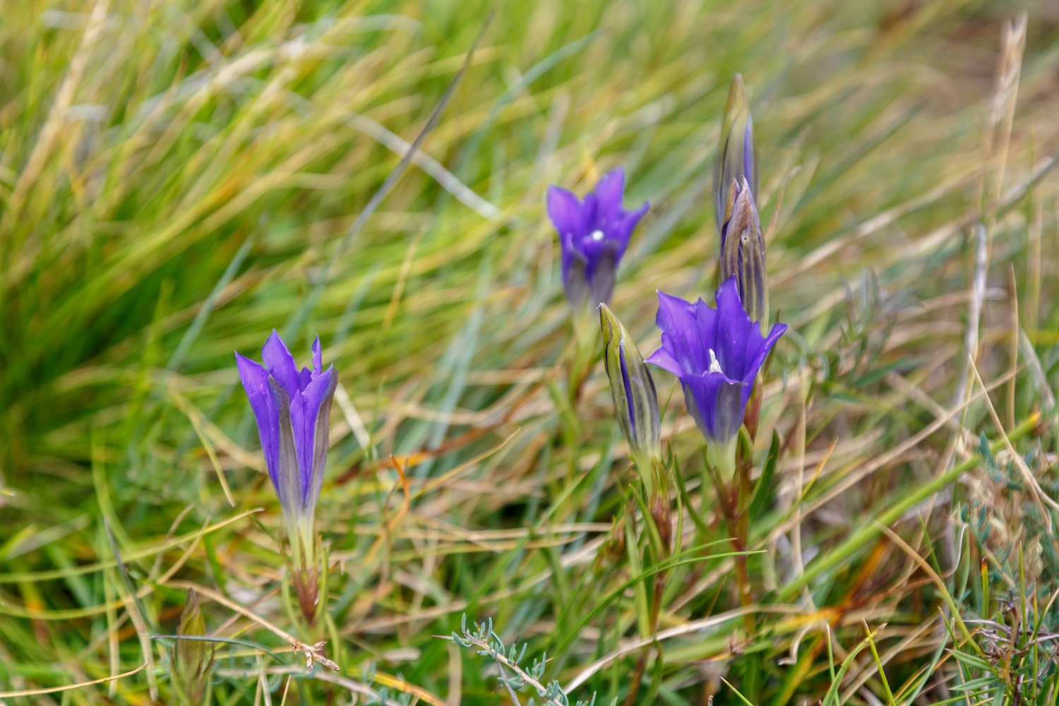 Nature more nitrogen-sensitive than previously thought: critical loads ...