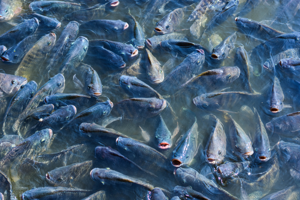 Fish and Shellfish Health and Welfare in Aquaculture - WUR