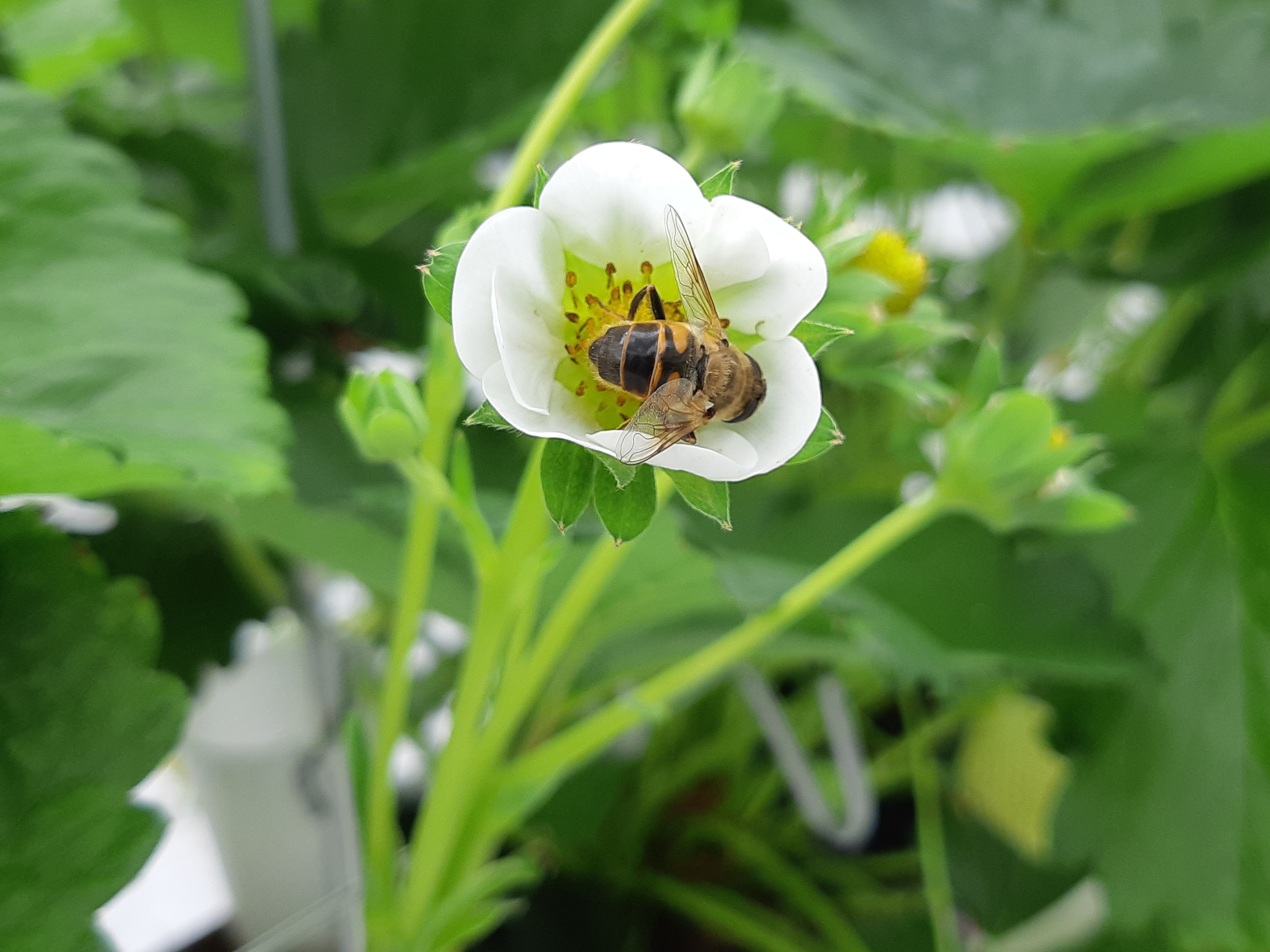 Hoverflies help bumblebees and honey bees pollinate soft fruit - WUR