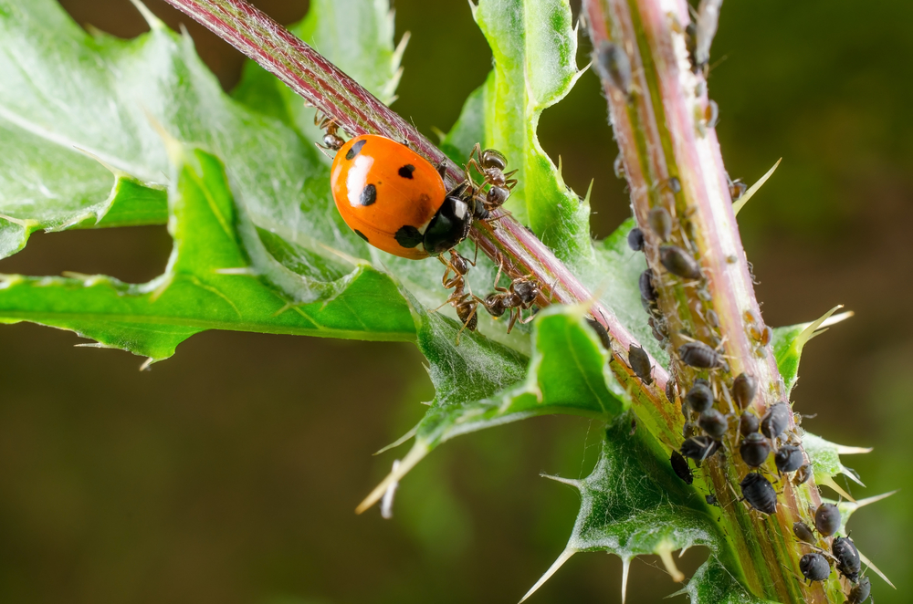 Biological Control Of Pests And Diseases WUR