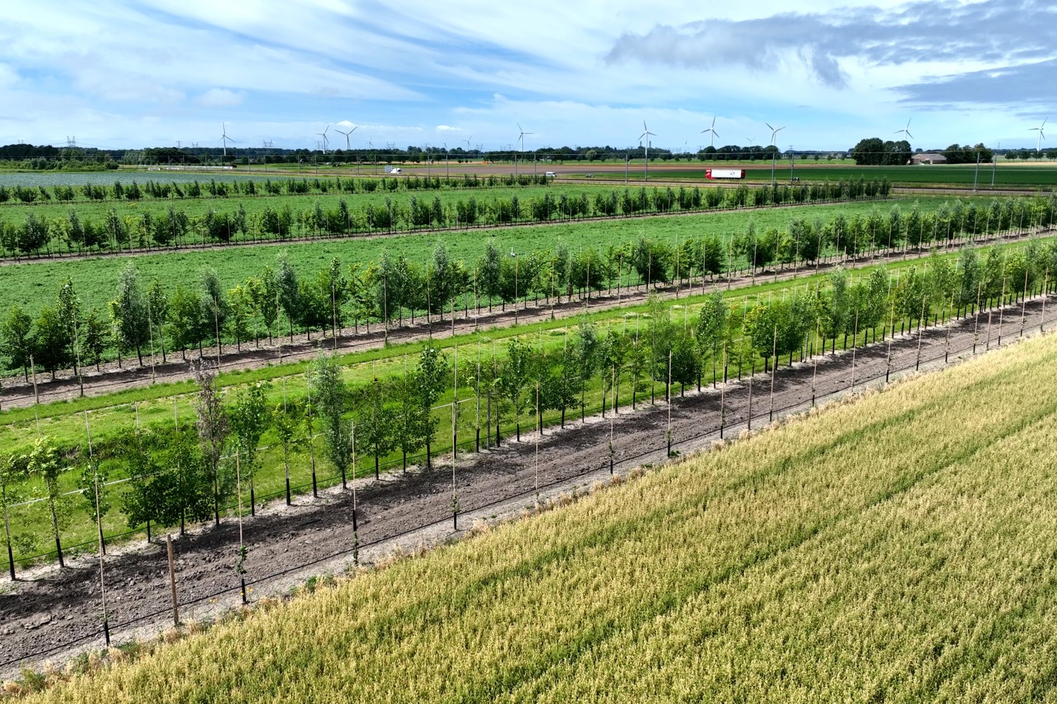 Agroforestry - WUR