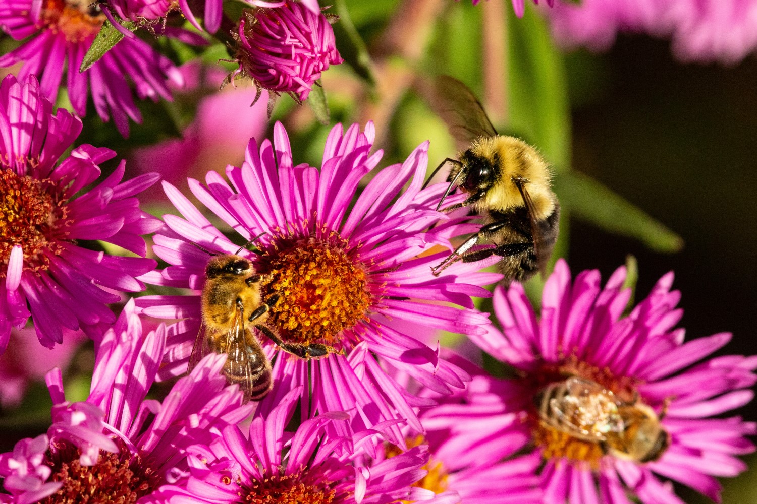 preserving-global-biodiversity-requires-rapid-agricultural-improvements