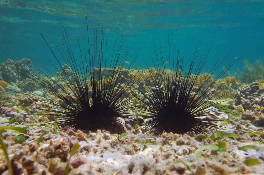 Keystone herbivore restoration in the Caribbean: The culture and ...