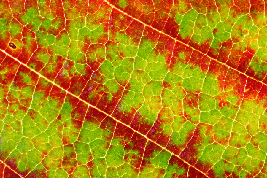 Forest phenology and leaf index - WUR