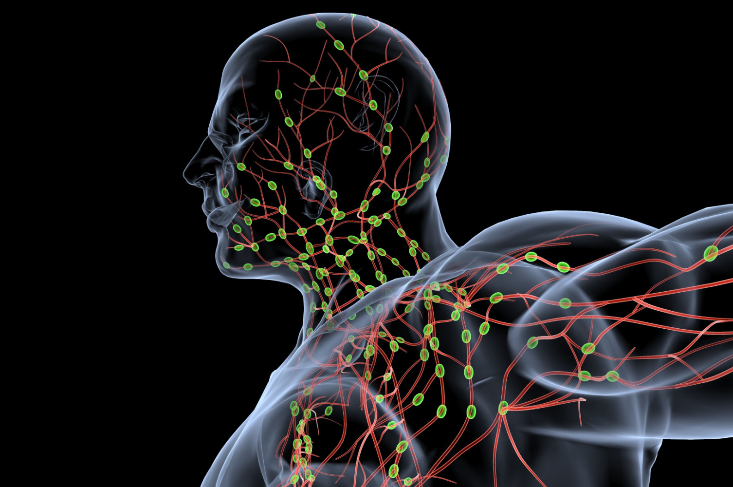 LymphChip: Developing immunocompetent human organ-on-a-chip models with ...