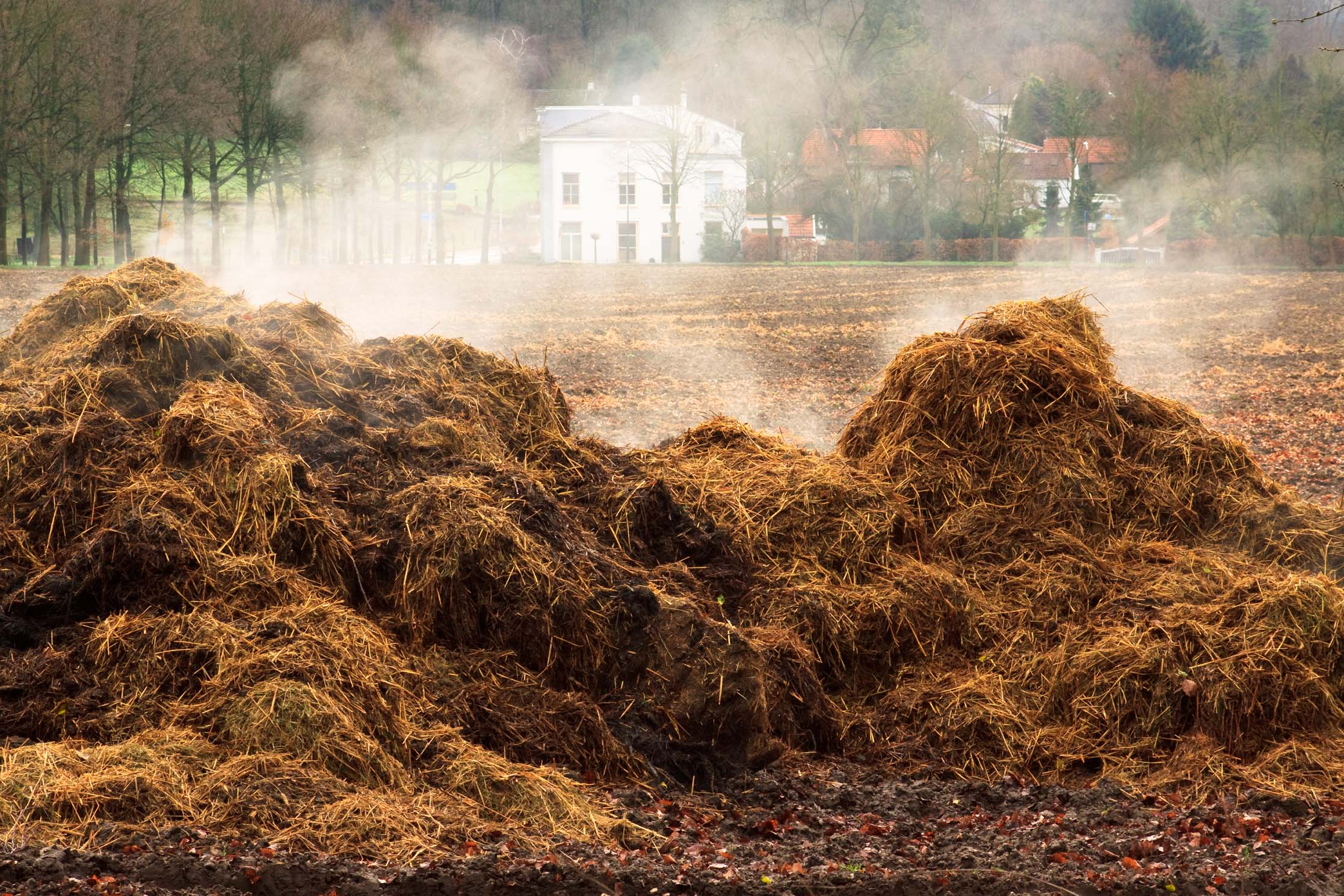 Manure. Навоз. Куча навоза. Навоз коровий. Гора навоза.