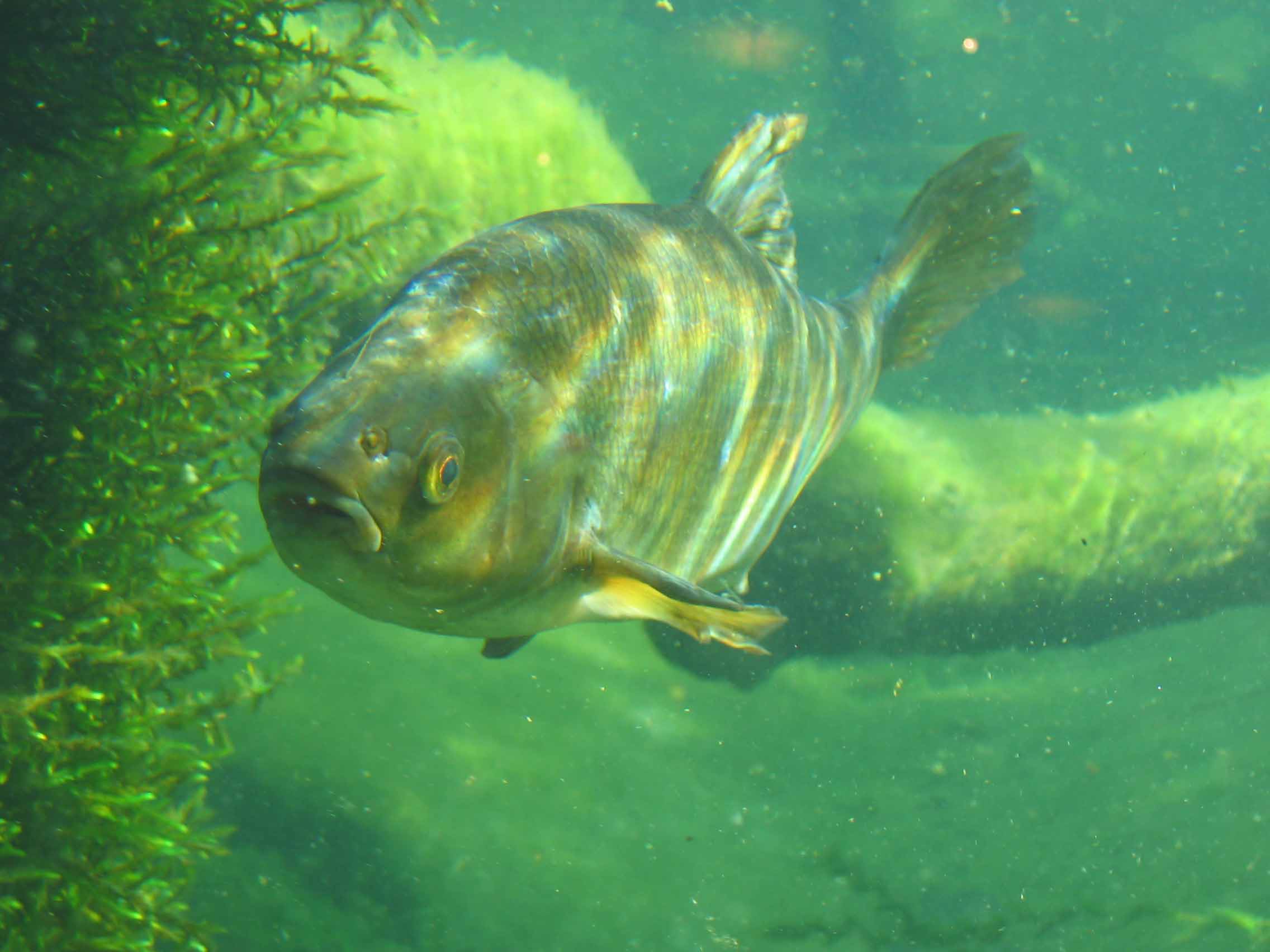 Fish Handling Techniques  AEP - Environment and Parks