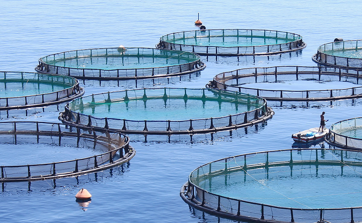 Aquaculture Research - WUR