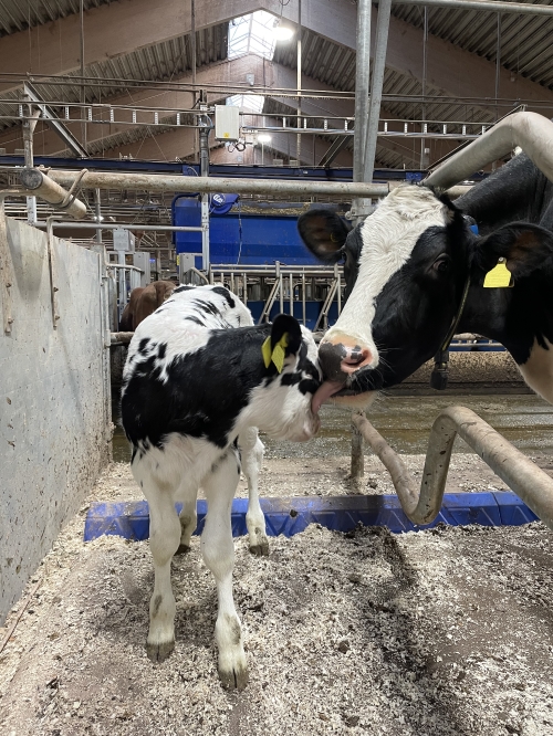 Cow-calf contact in dairy systems: Impacts on production, animal health ...