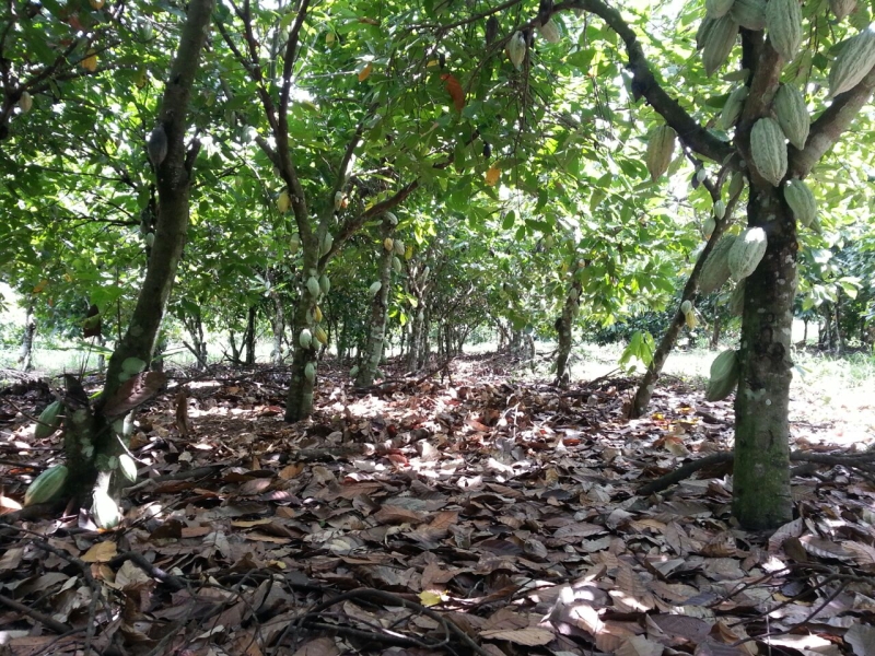 Pruning in Cocoa WUR