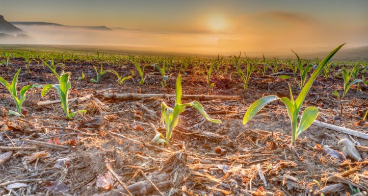 Food Security Sufficient Safe And Healthy Food For Everyone WUR