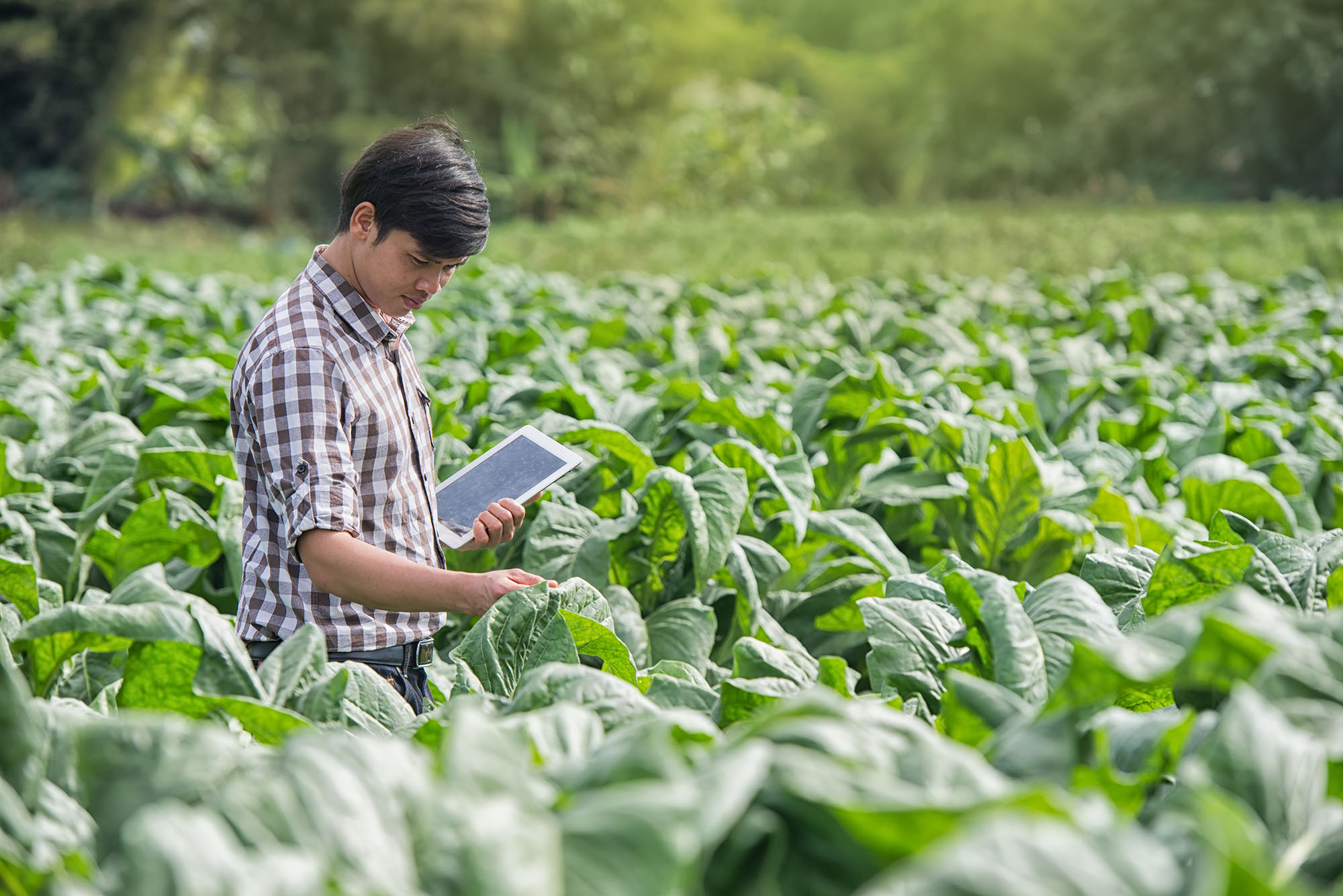 Application in agriculture. Счастливый фермер. Процессы фермерства. Интенсивное сельское хозяйство фото. New Technologies in Agriculture.