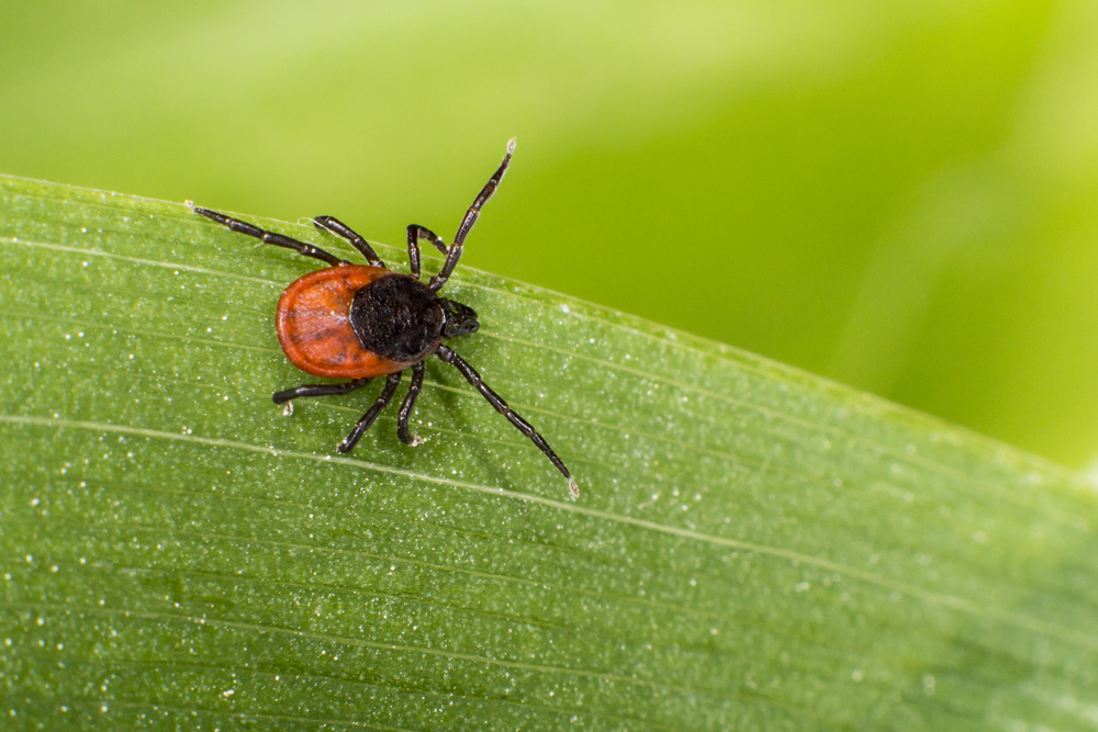 Online Apps Increase Awareness Of The Danger Of Ticks - Wur