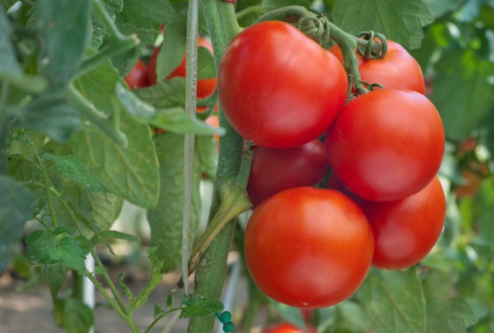 Tasting a tomato without destroying it - WUR