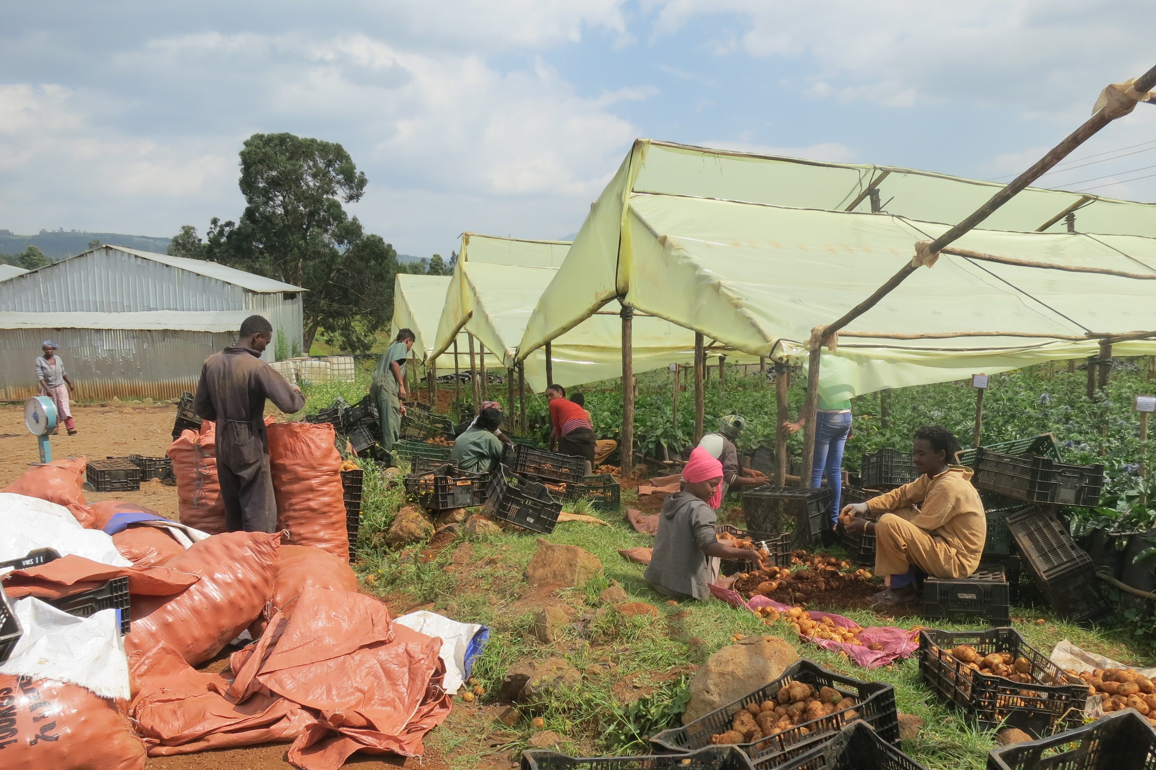 Potato chain in Ethiopia - WUR