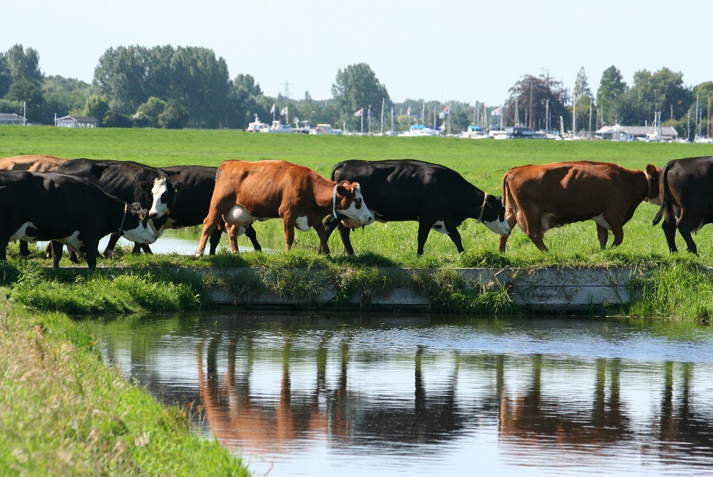 Animal Genetic Resources - Wur