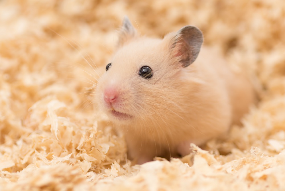 siberian hamster