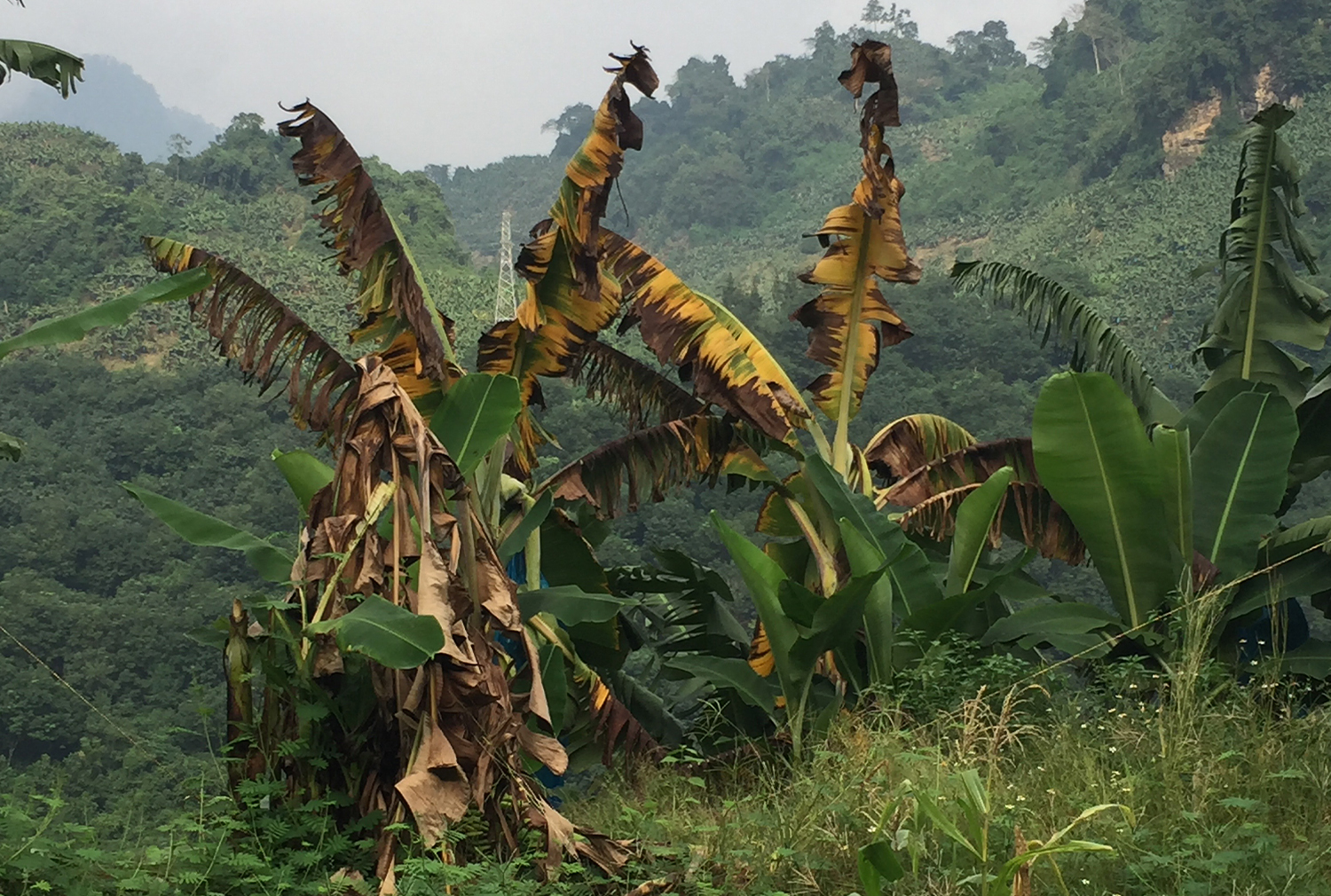 New Banana Disease Is Spreading Fast Andposes Threat To Africa S Food Security Mirage News
