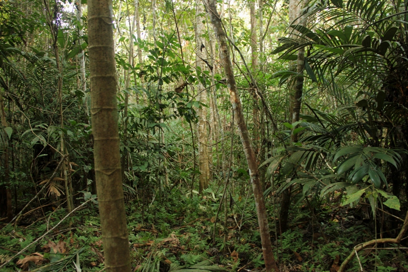 Resilience of tropical secondary forests - WUR