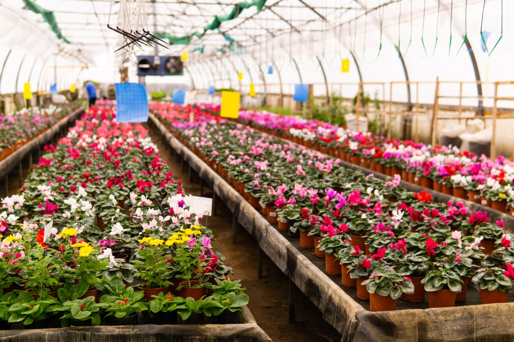 Blockchain in floriculture: Webinar on data sharing in horticulture - WUR