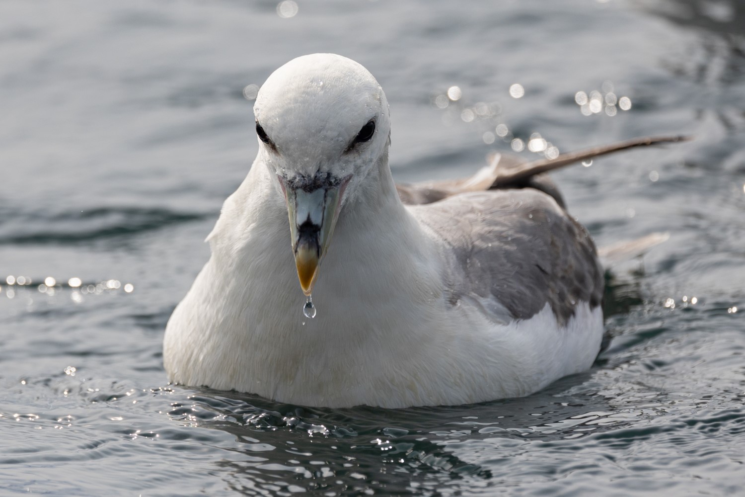 New report on plastic in northern fulmars from the year 2022 published ...