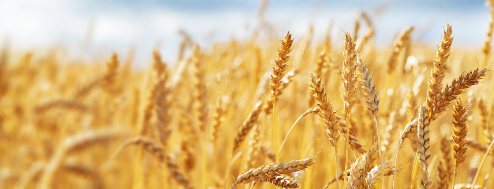 literature review on wheat