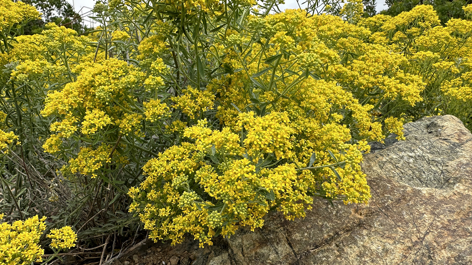 Scientists Seek to Harness Mustard Plants for Nickel Extraction