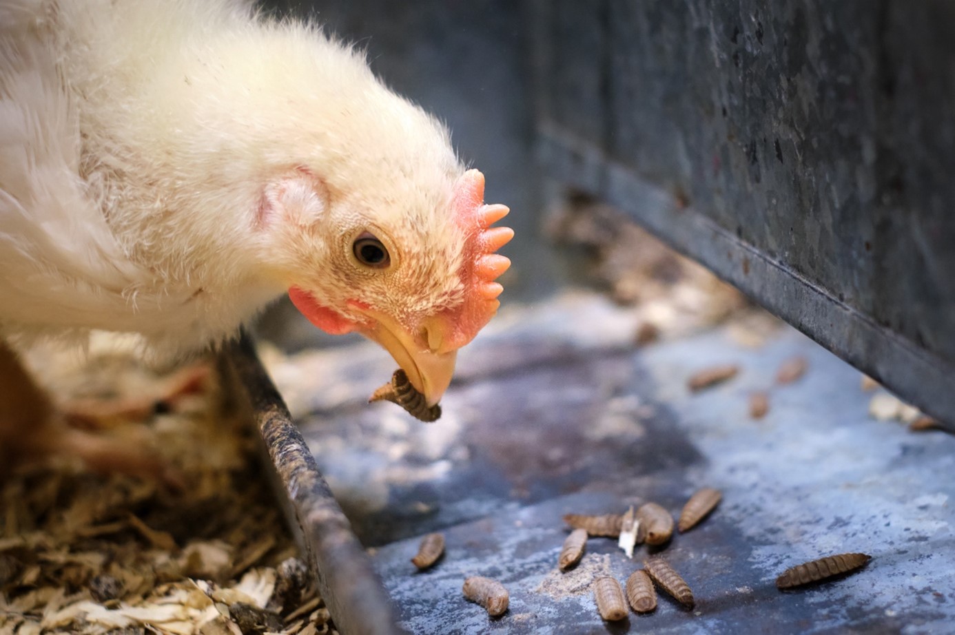 Insects as chicken feed: a natural and sustainable idea - WUR