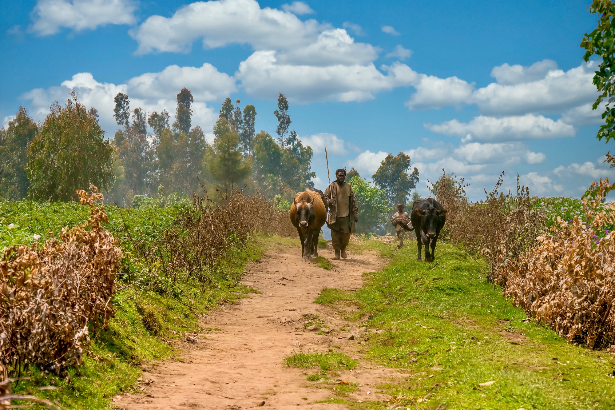 Fostering Agricultural Systems Towards Sustainable Food Security And ...