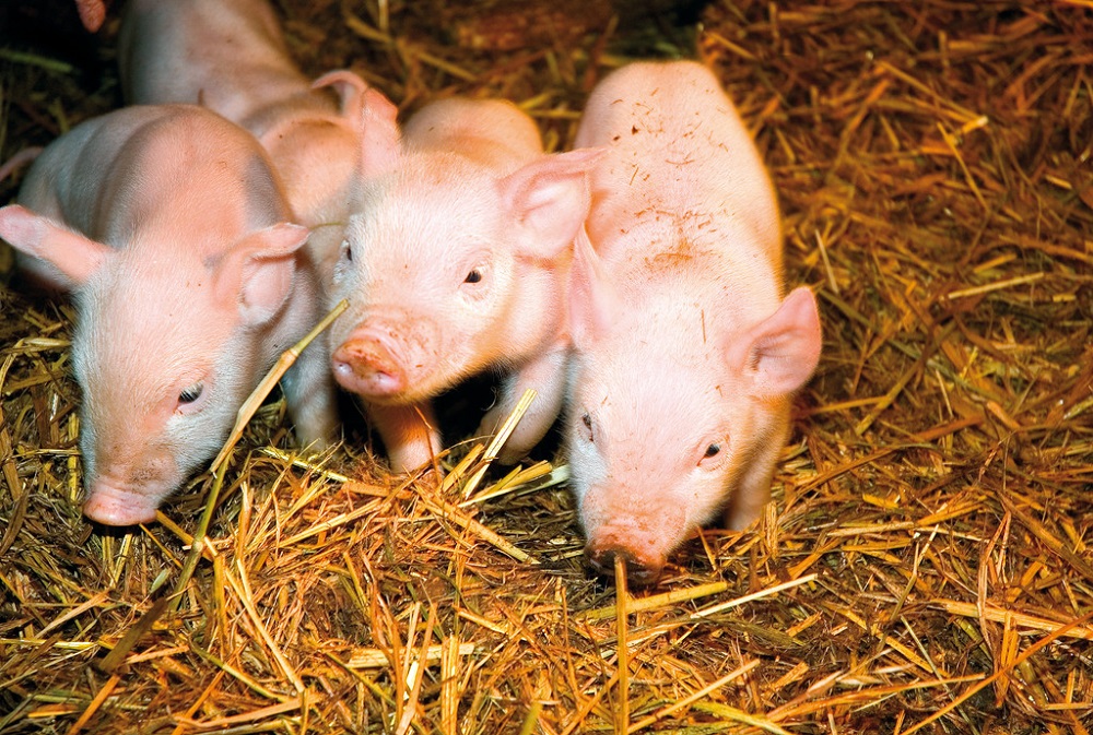 African Swine Fever pathogenesis and immune responses in Resistant And ...