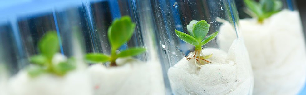research on plant biotechnology