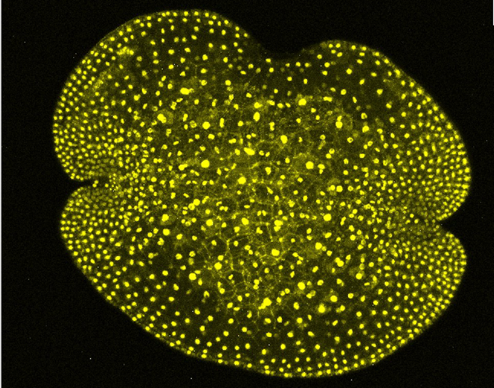 Liquid-liquid Phase Separation (LLPS) Of Transcription Factors - WUR